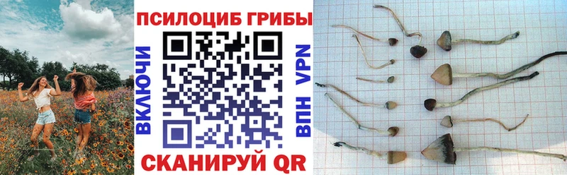 Псилоцибиновые грибы Cubensis  что такое   MEGA онион  Белинский 